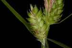 Fuzzy wuzzy sedge